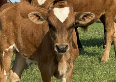 Texas Longhorn Cattle - The Barclay Bonita Ranch