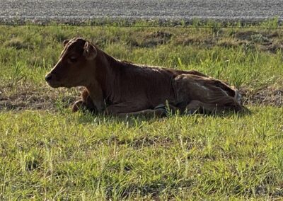 Texas Longhorn Cattle - The Barclay Bonita Ranch