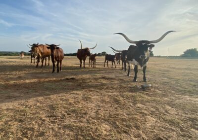 Barclay Bonita Ranch premier Texas Longhorn cattle